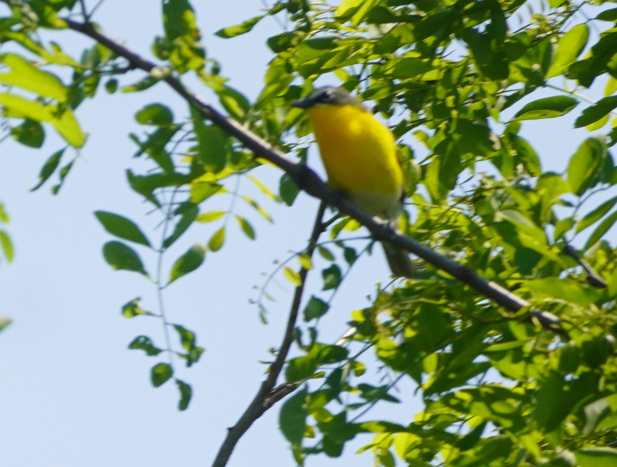 gulbrystparula - ML637151536