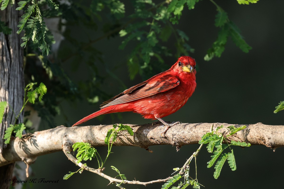 Summer Tanager - ML637151541