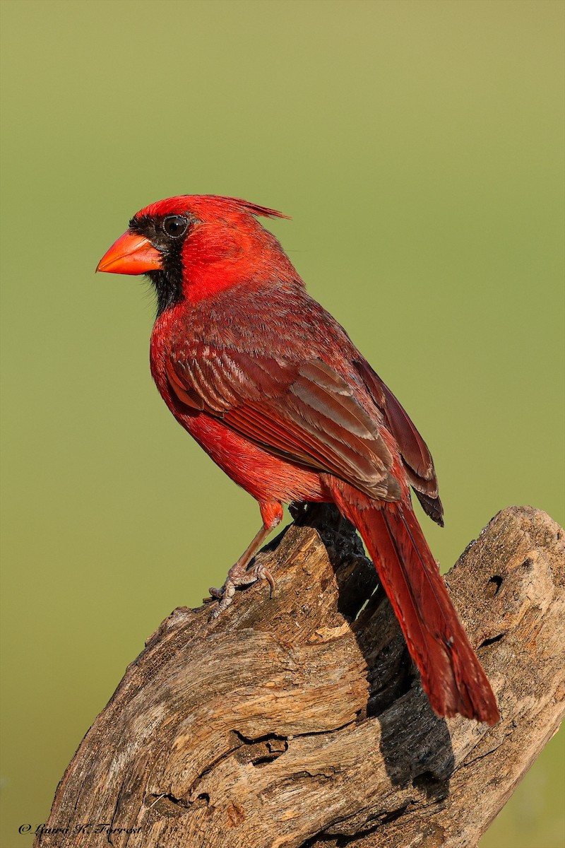 Northern Cardinal - ML637151552