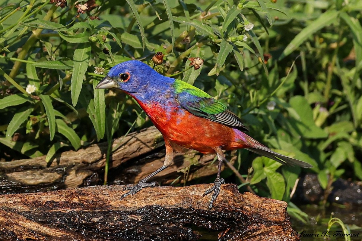Painted Bunting - ML637151564