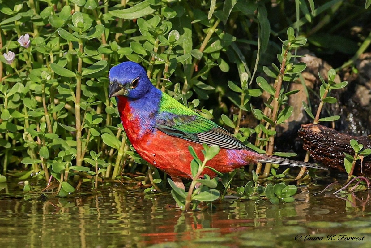 Painted Bunting - ML637151565