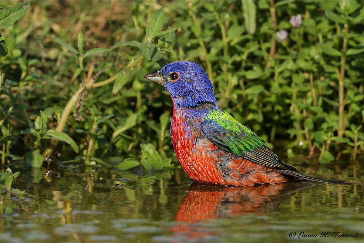 Painted Bunting - ML637151566