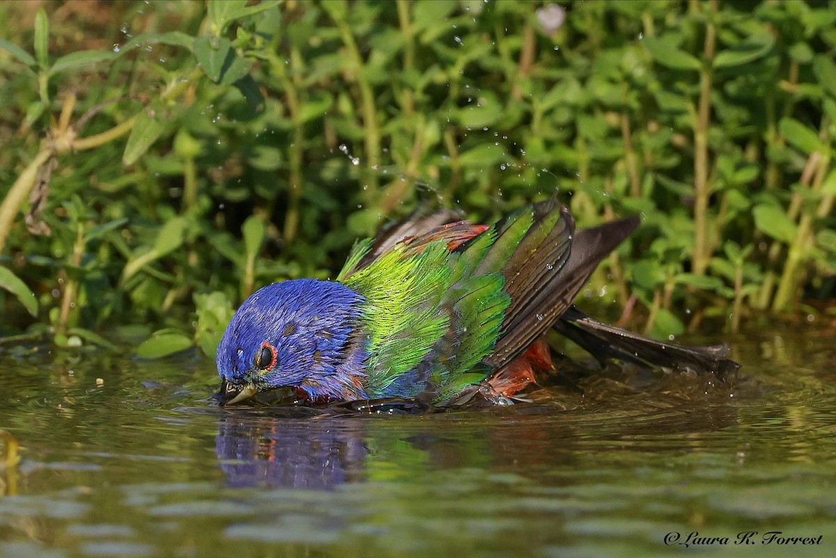 Painted Bunting - ML637151567