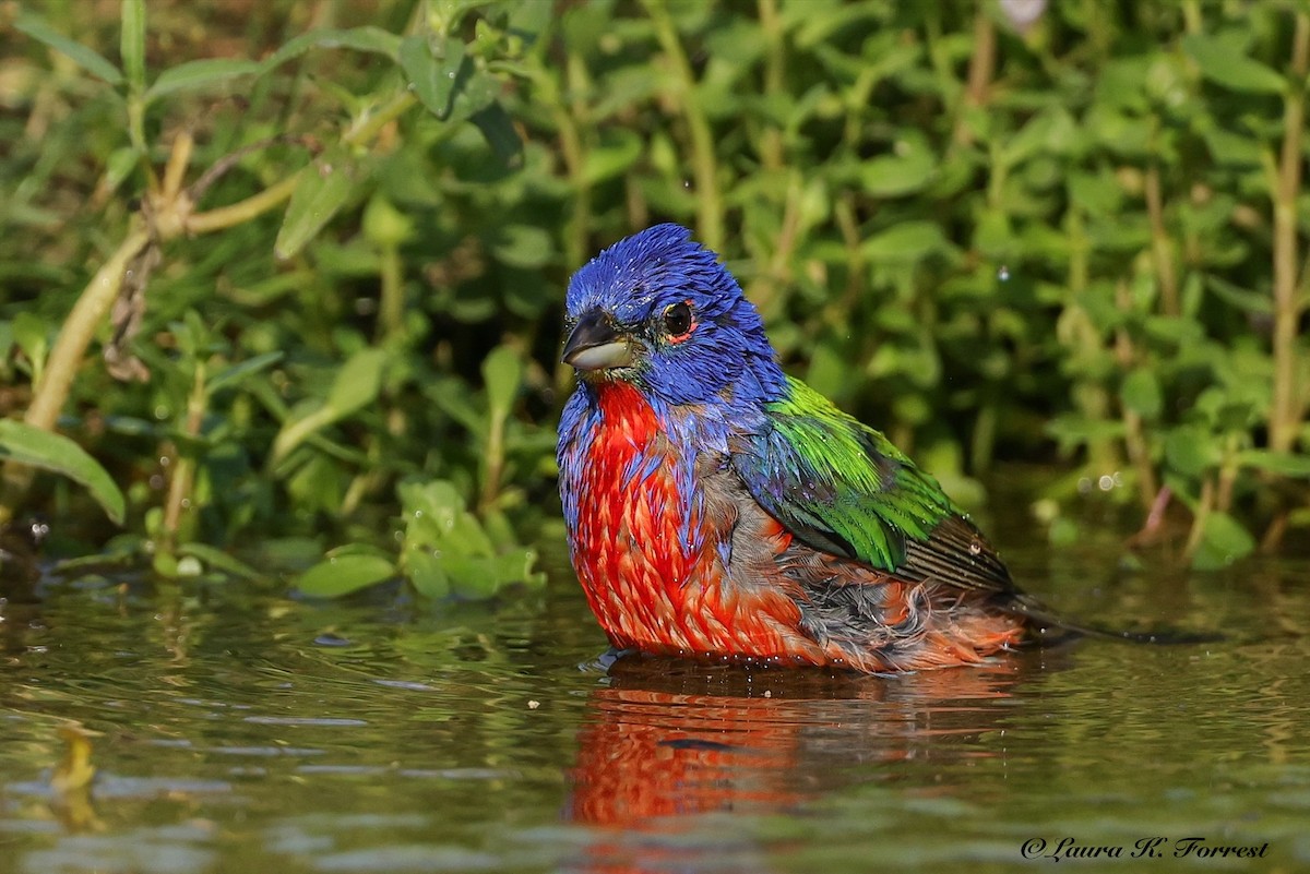 Painted Bunting - ML637151570