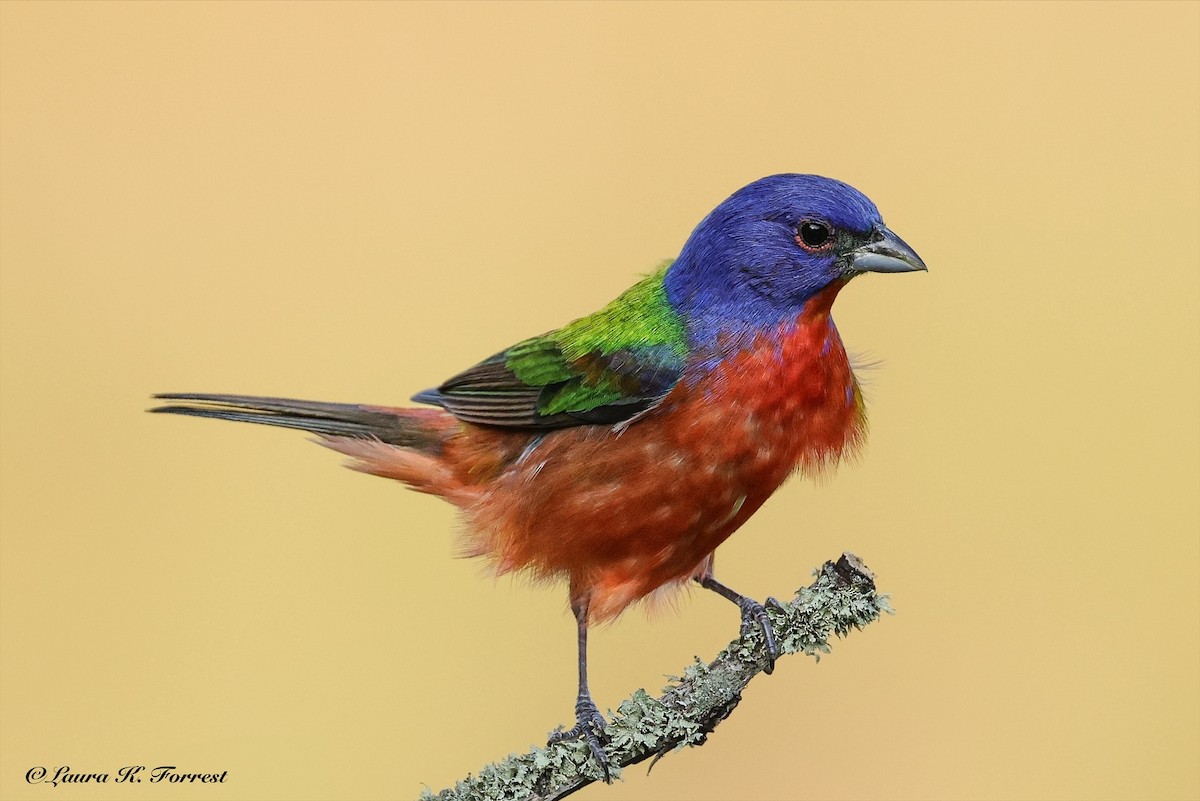 Painted Bunting - ML637151571