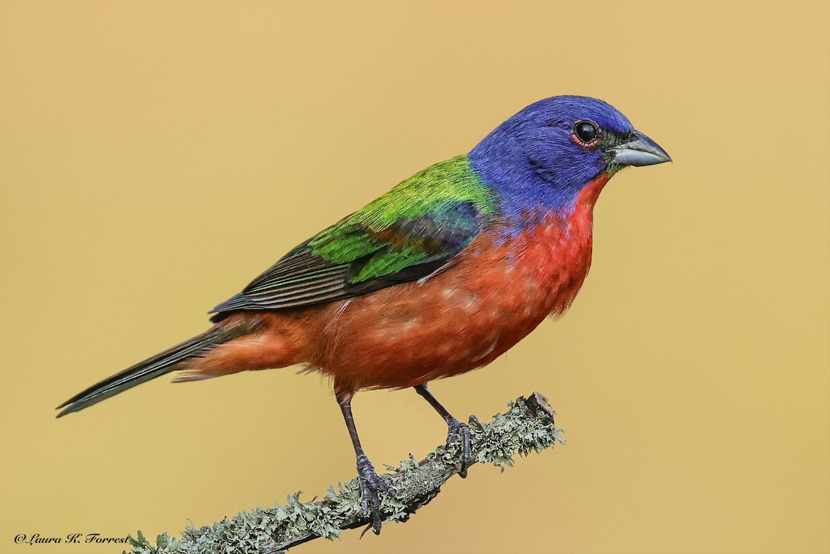 Painted Bunting - ML637151572
