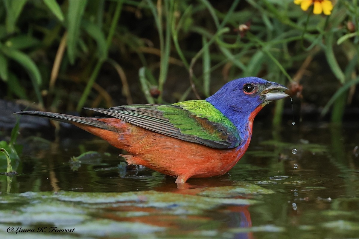 Painted Bunting - ML637151573