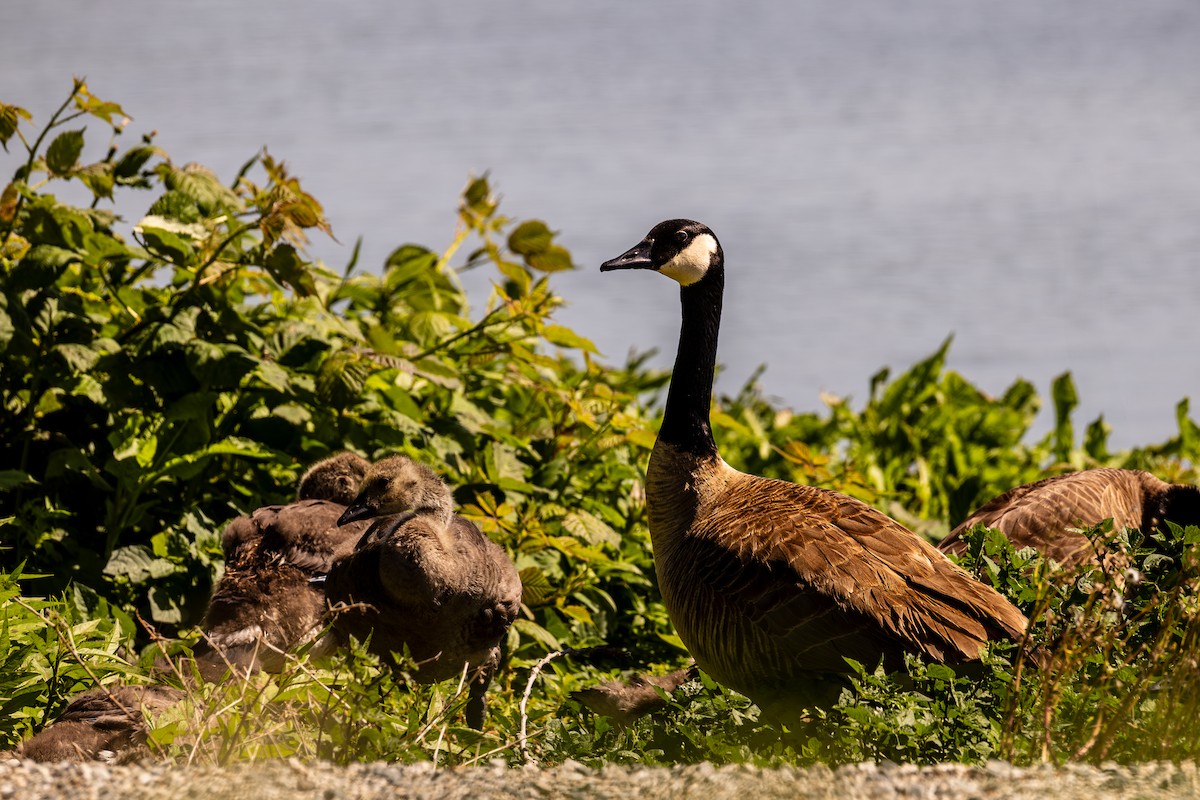 Canada Goose - ML637151580