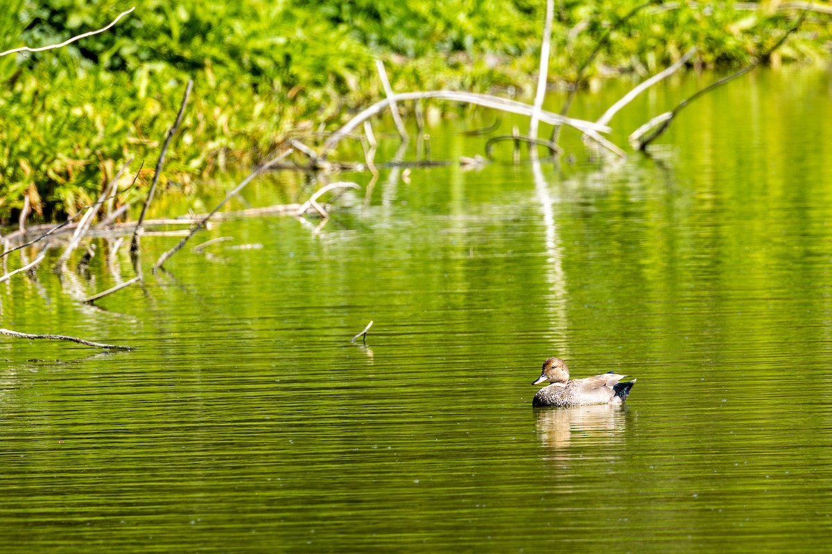 Gadwall - ML637151593