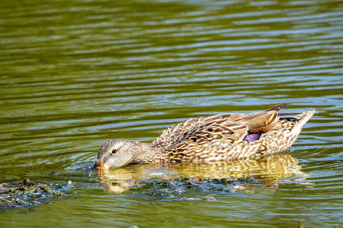 Mallard - ML637151643