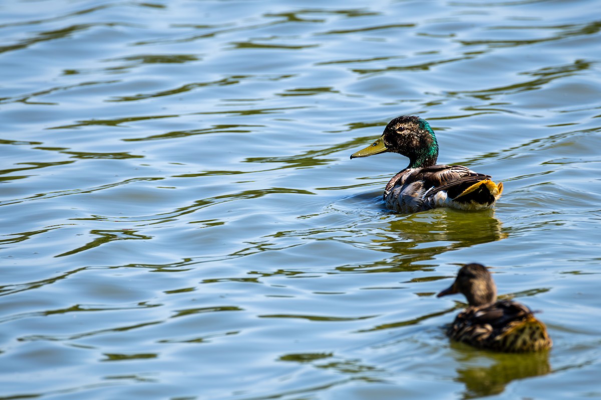 Mallard - ML637151644