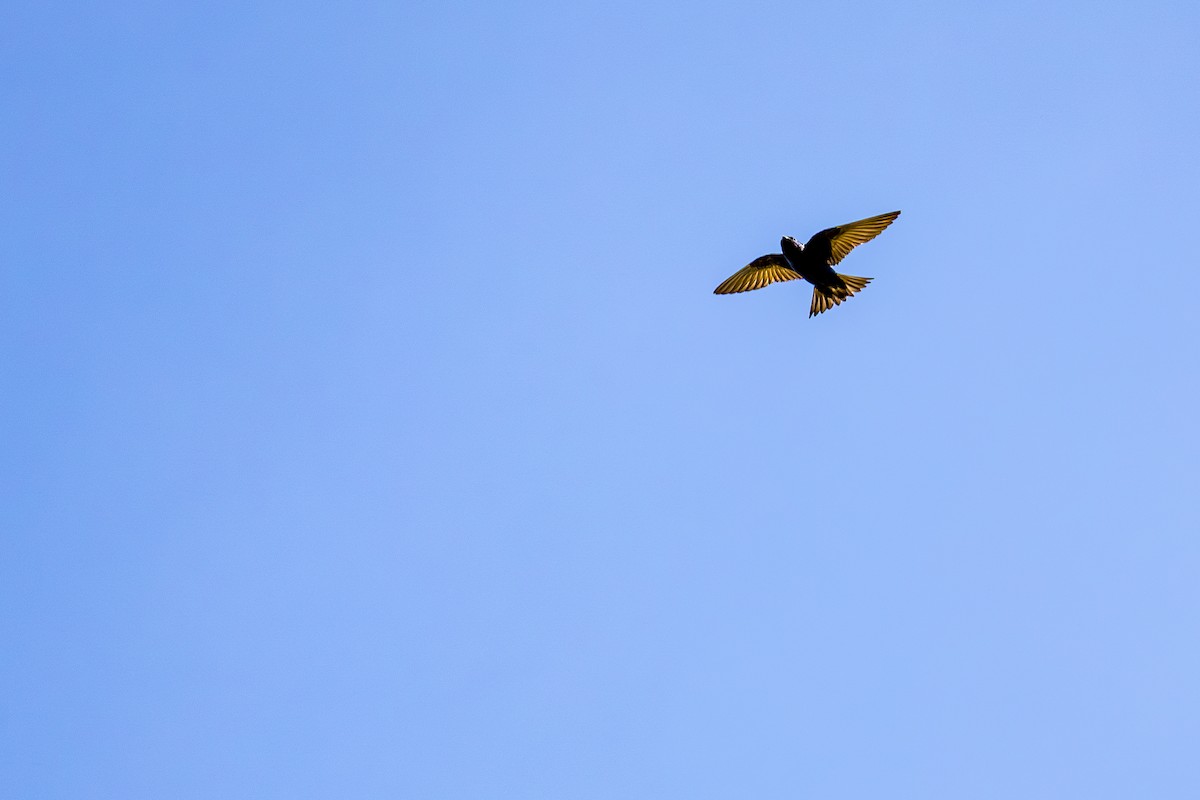 Purple Martin - ML637151661