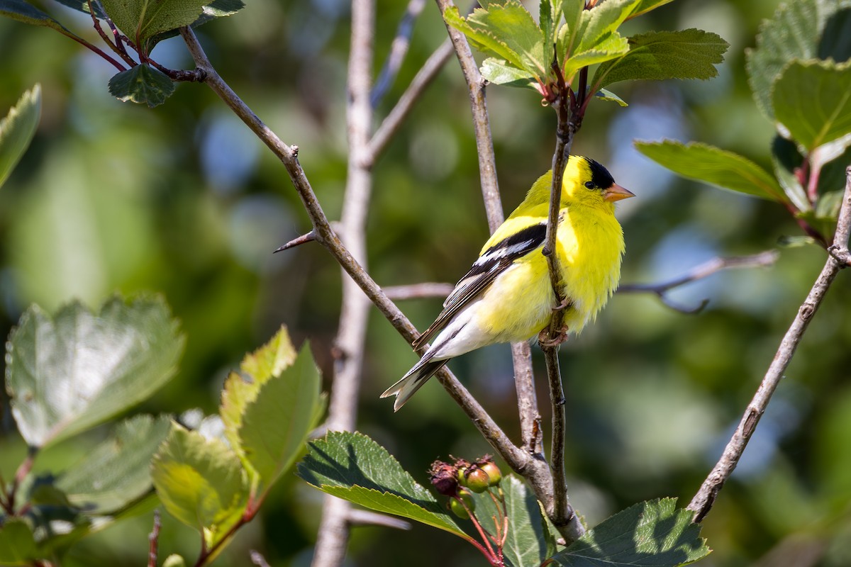 American Goldfinch - ML637151672