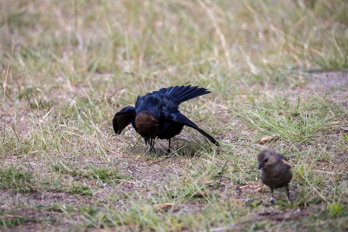 Brown-headed Cowbird - ML637151709