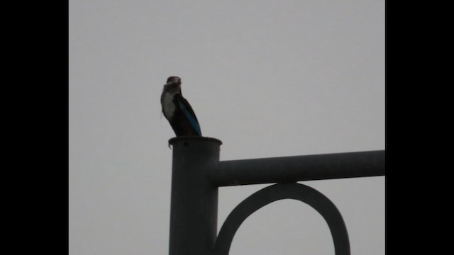 White-throated Kingfisher - ML637151743