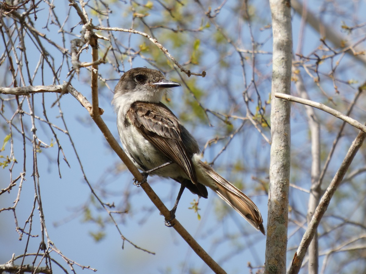 La Sagra's Flycatcher - ML637151806