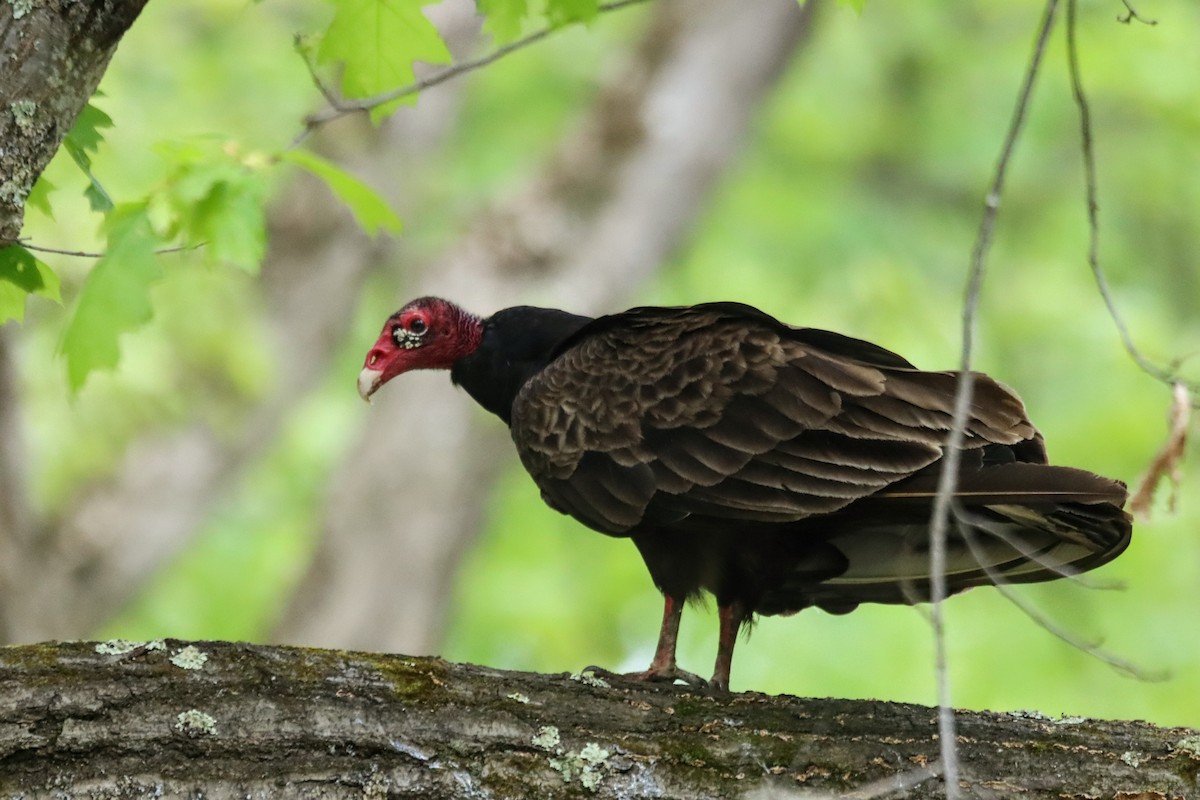 Turkey Vulture - ML637151867
