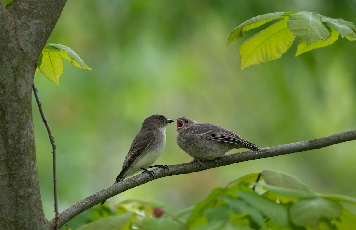 Eastern Phoebe - ML637151909