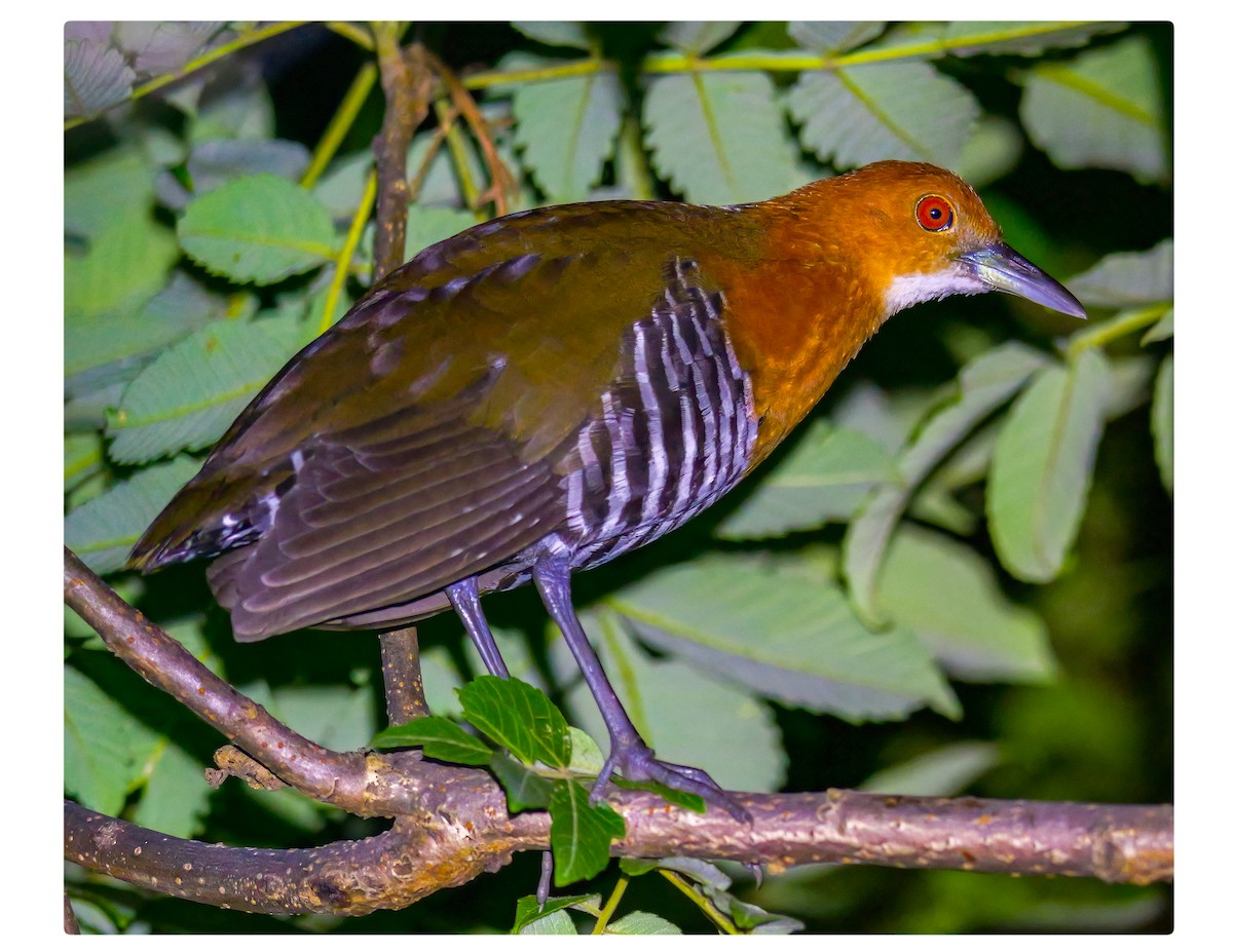 Slaty-legged Crake - ML637151917