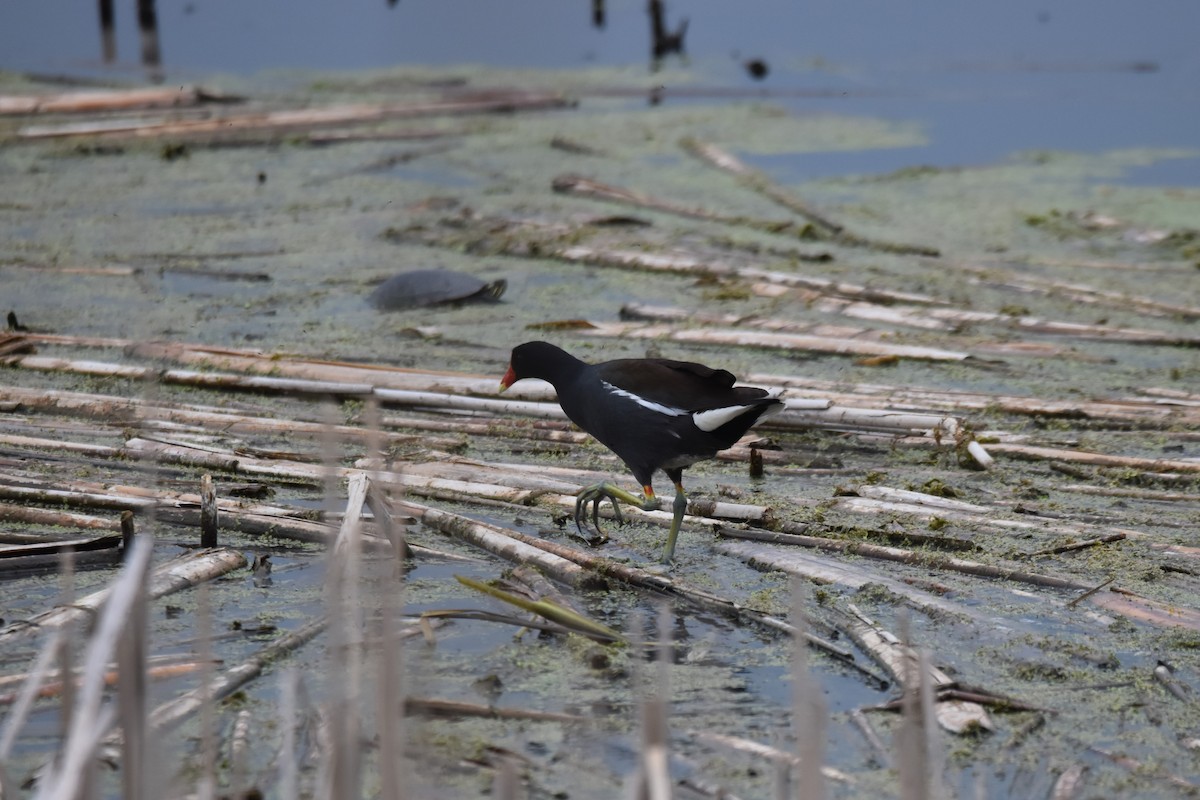 Common Gallinule - ML637151923