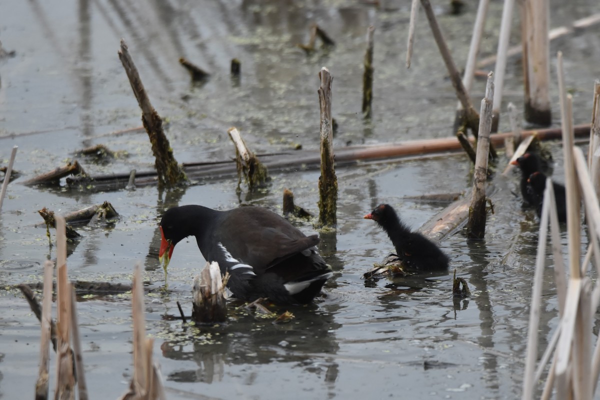 Common Gallinule - ML637151924