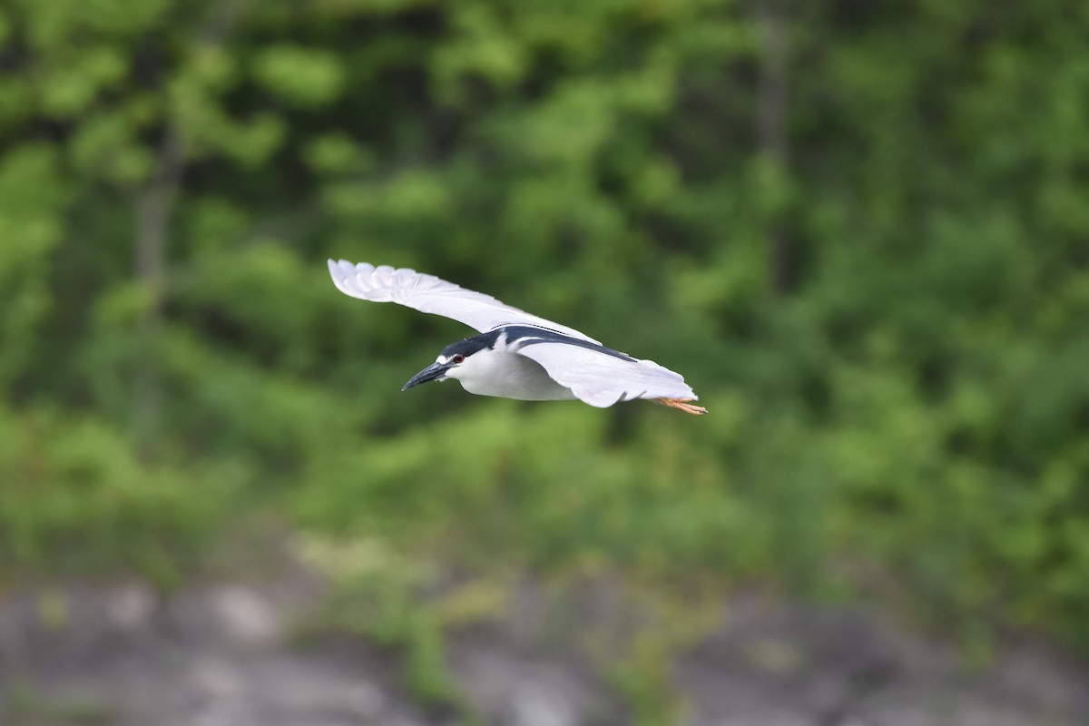 Nitticora - ML637151967