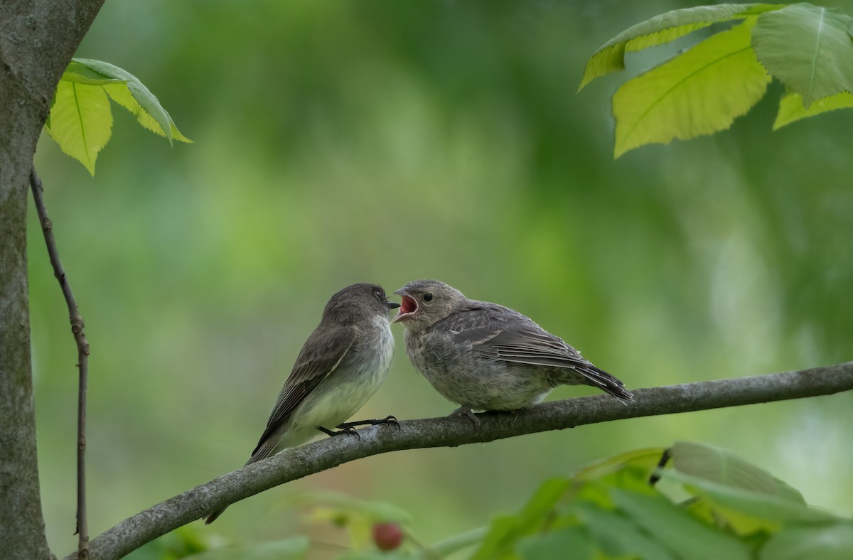 Brown-headed Cowbird - ML637151984