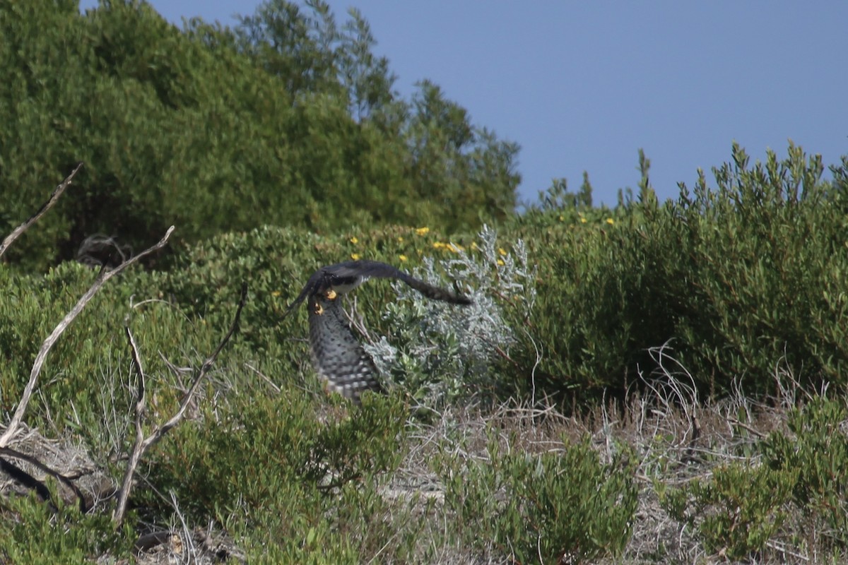Black Goshawk - ML637152004