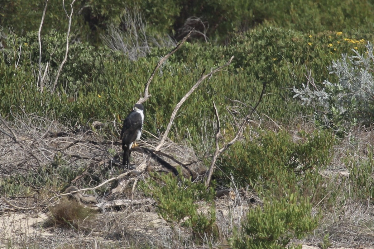 Black Goshawk - ML637152005