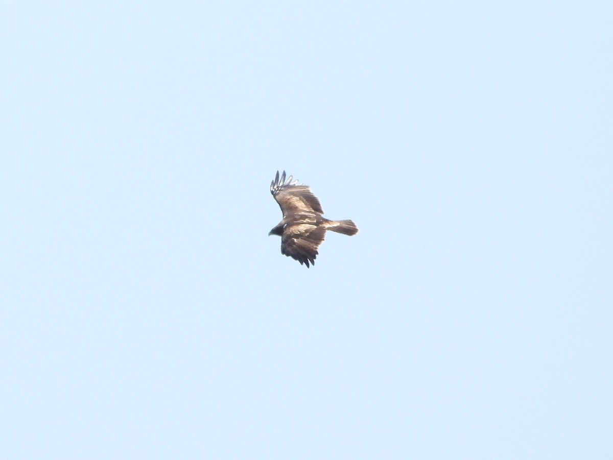 Booted Eagle - ML637152008