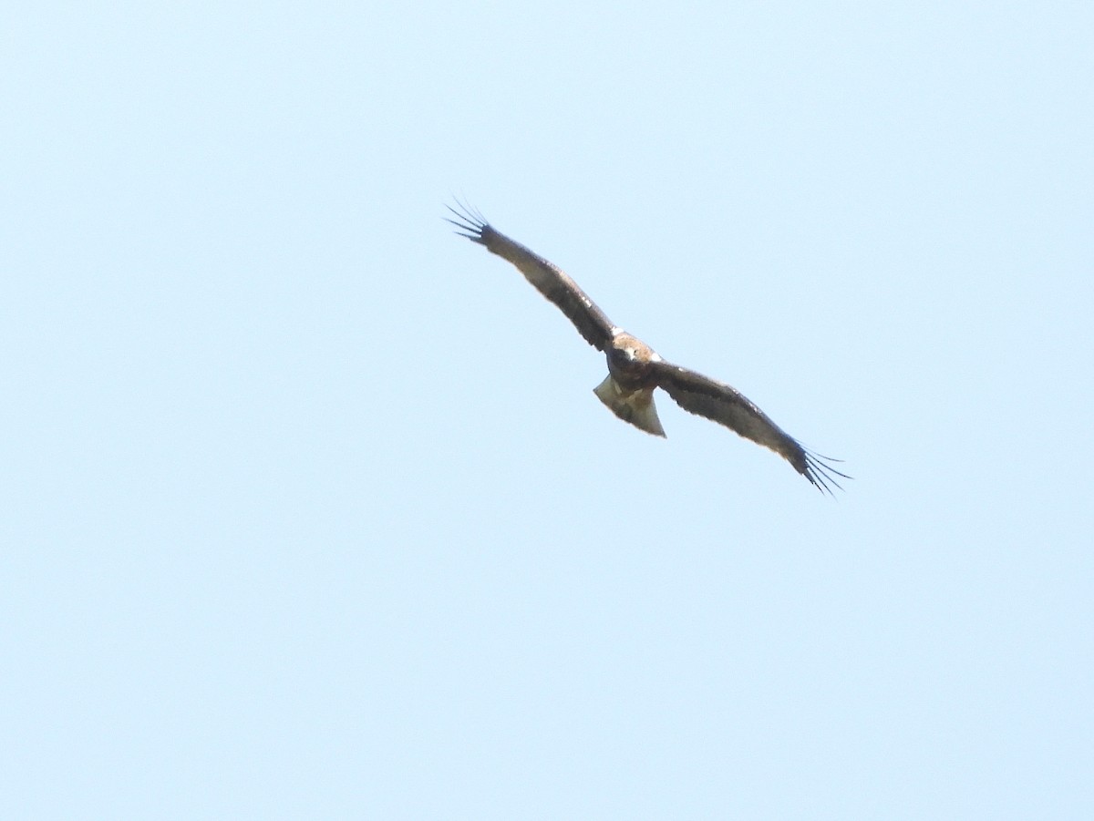 Booted Eagle - ML637152016