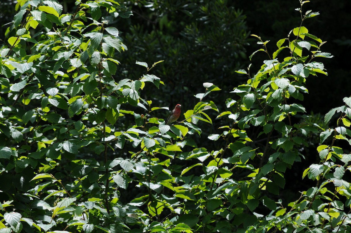 House Finch - ML637152059
