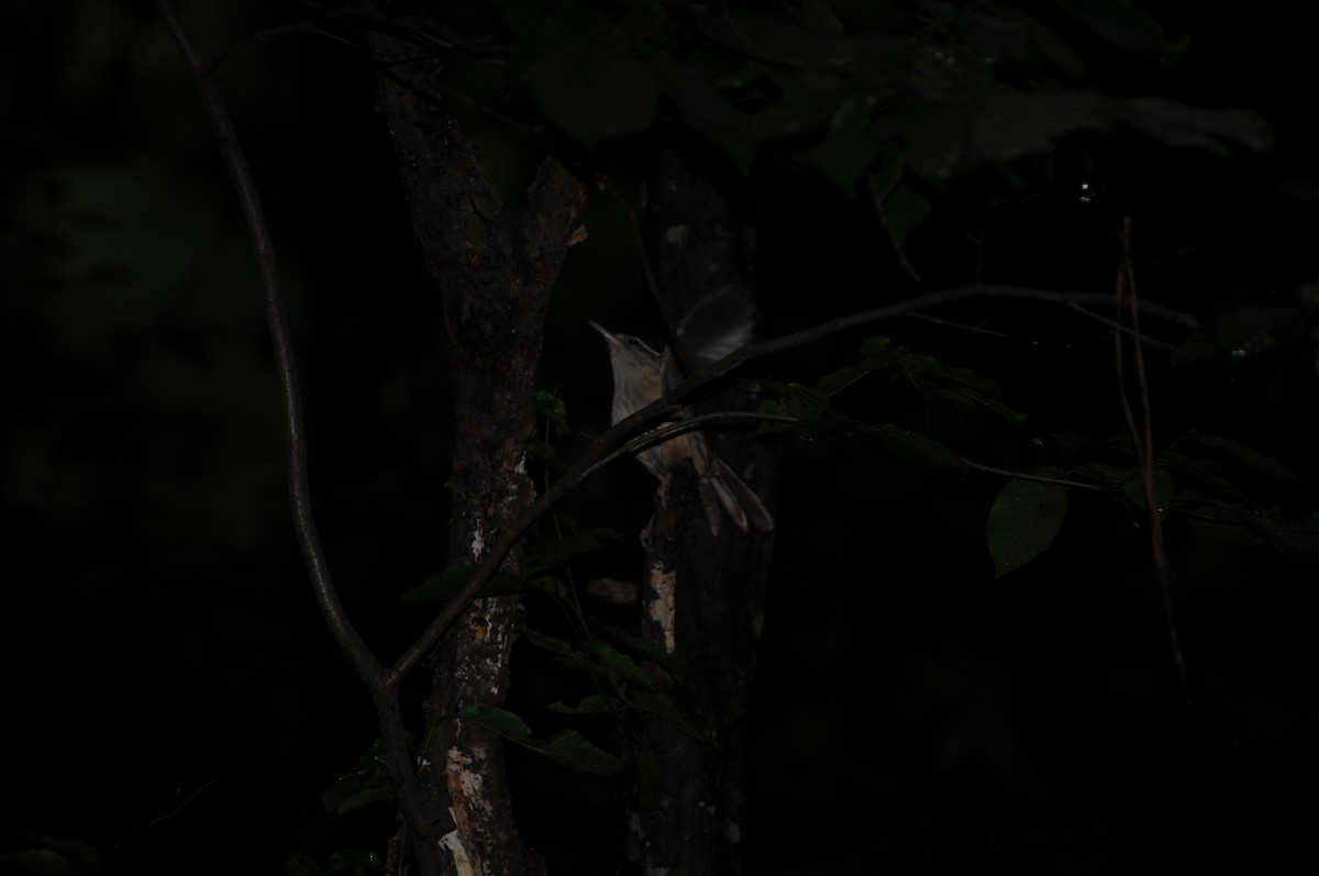 Carolina Wren - ML637152072
