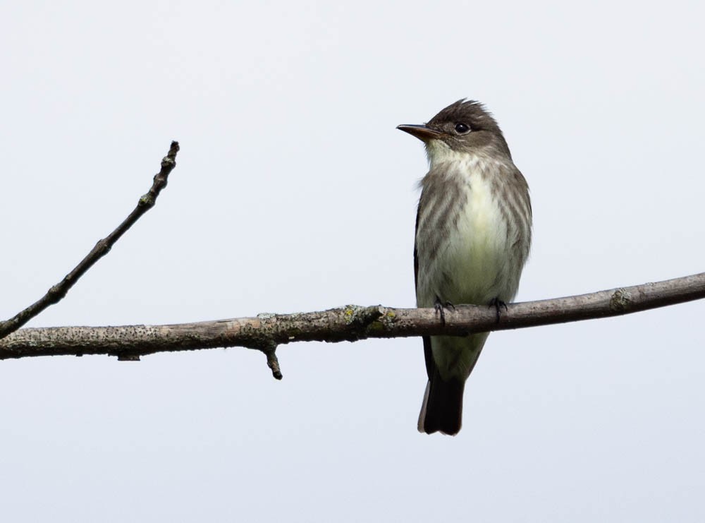 Olive-sided Flycatcher - ML637152073