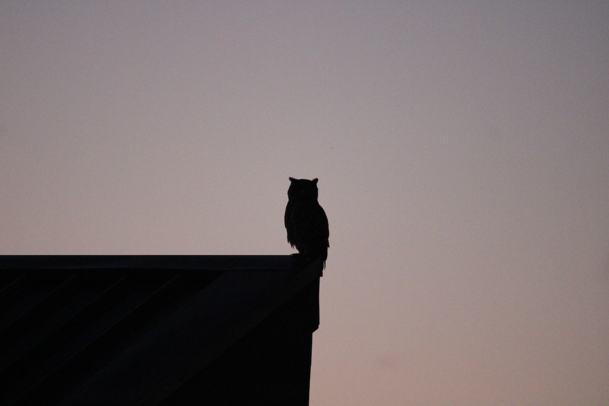 Spotted Eagle-Owl - ML637152122