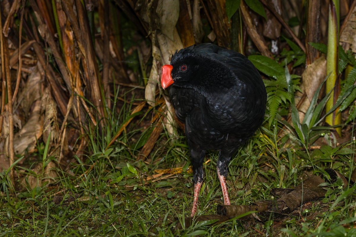 Razor-billed Curassow - ML637152265