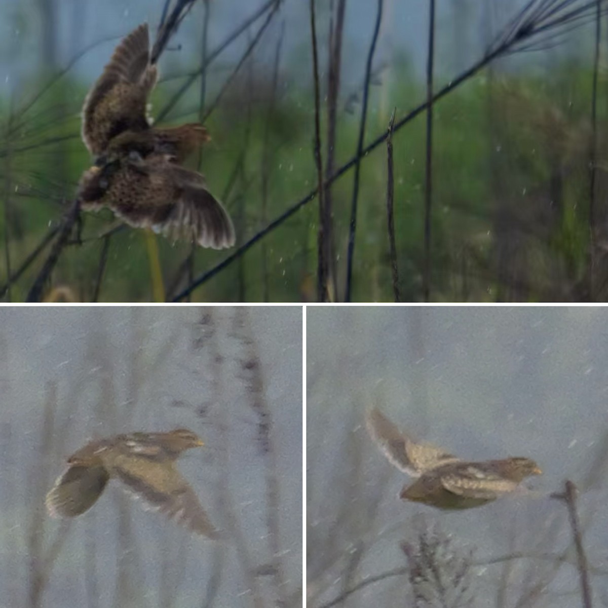 Yellow-legged Buttonquail - ML637152295