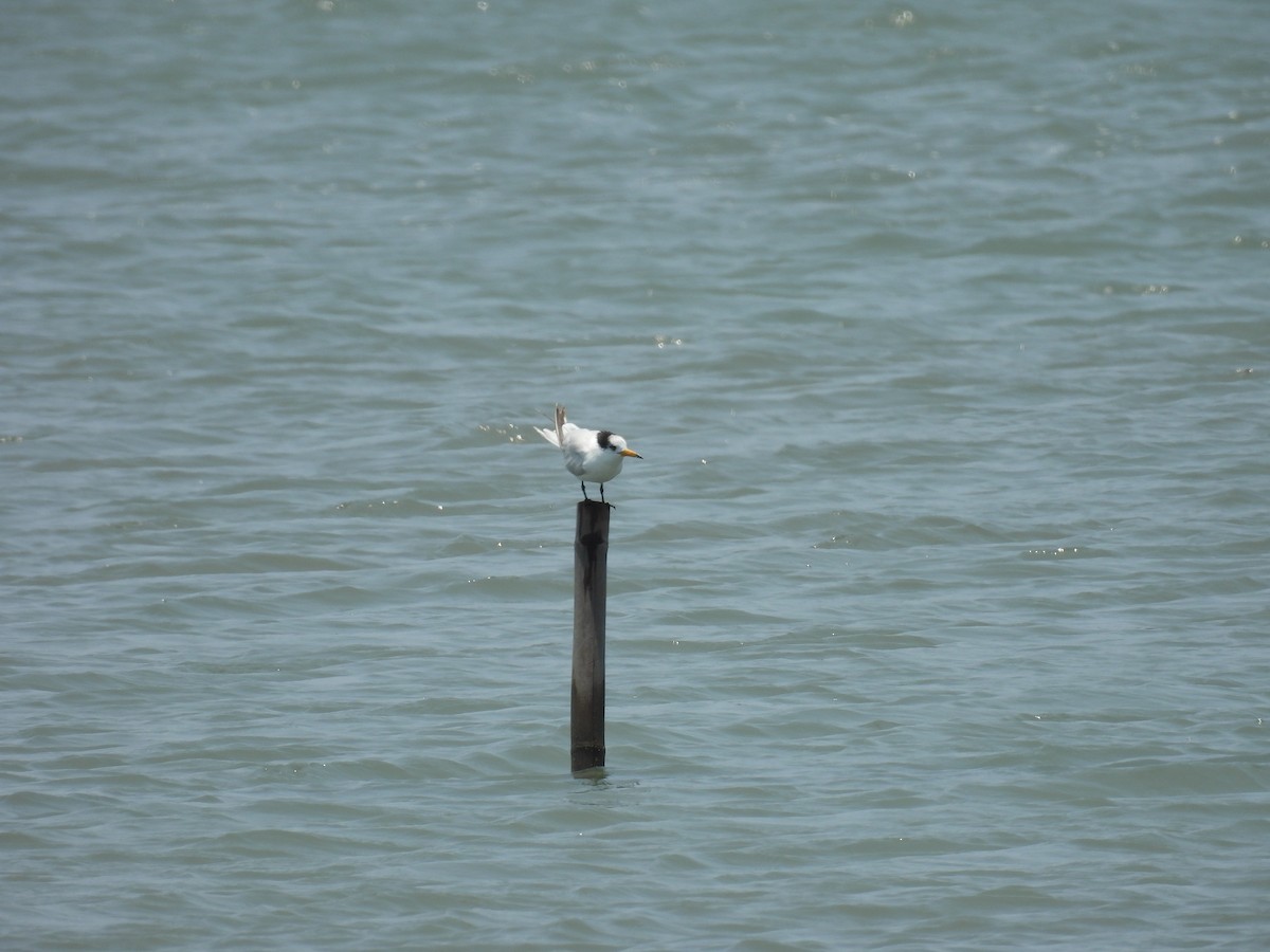 Chinese Crested Tern - ML637152393