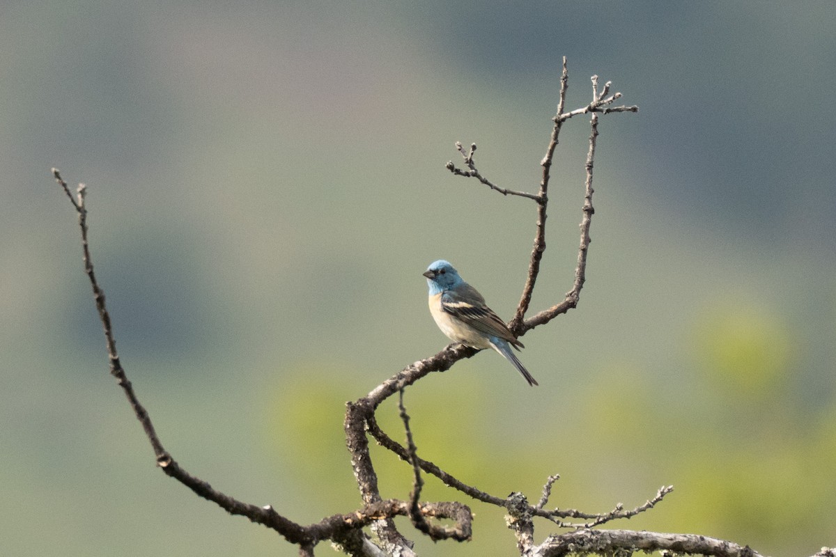 Lazuli Bunting - ML637152395