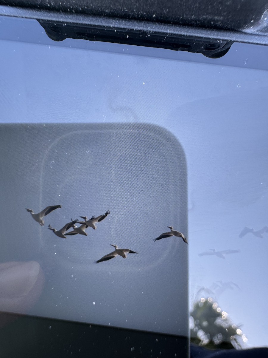 American White Pelican - ML637152396