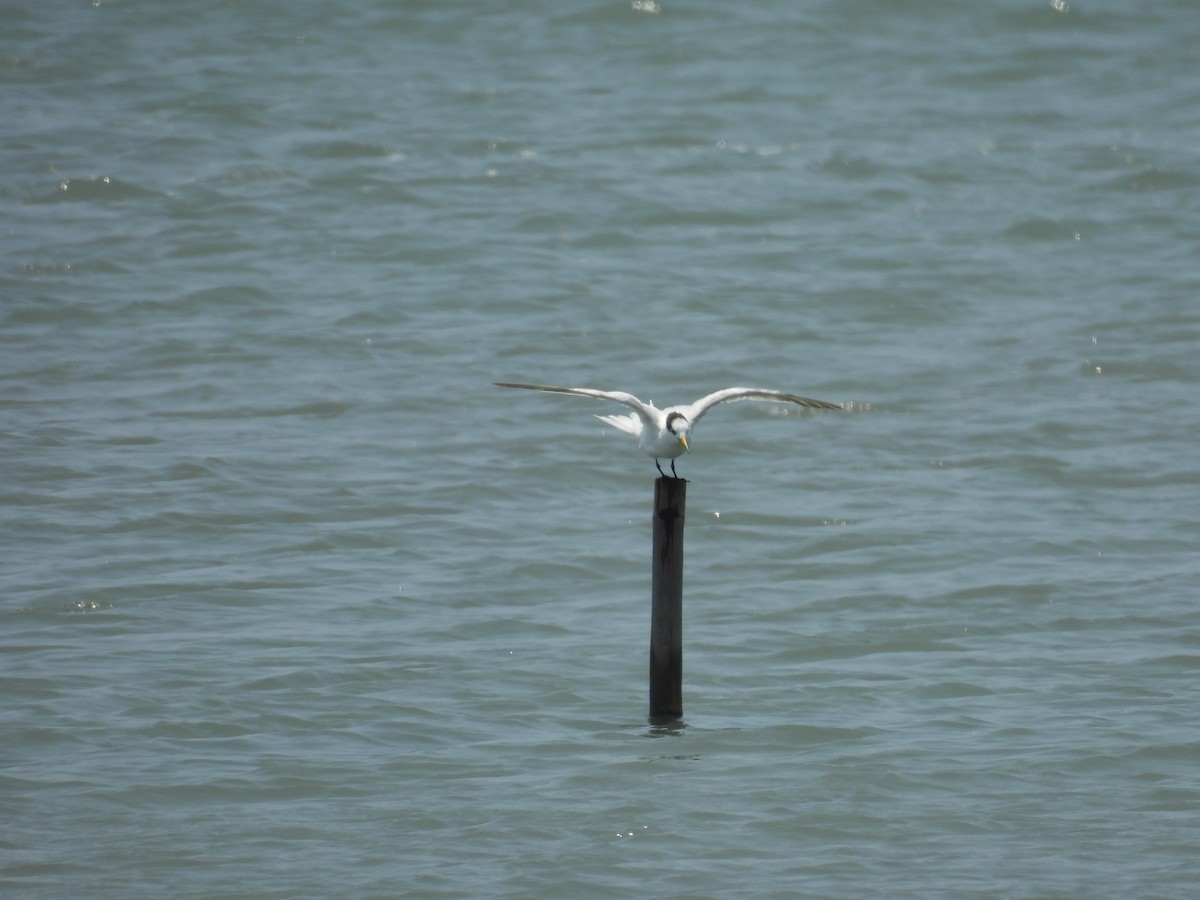 Chinese Crested Tern - ML637152398