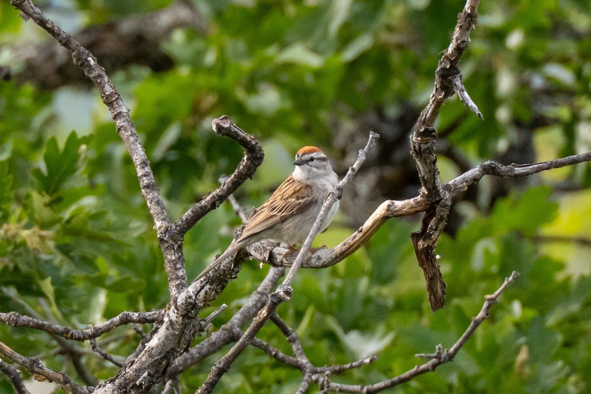 Chipping Sparrow - ML637152400