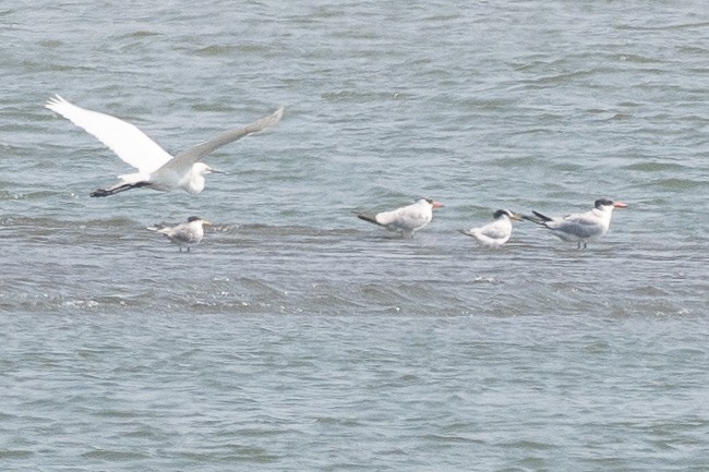 Chinese Crested Tern - ML637152411