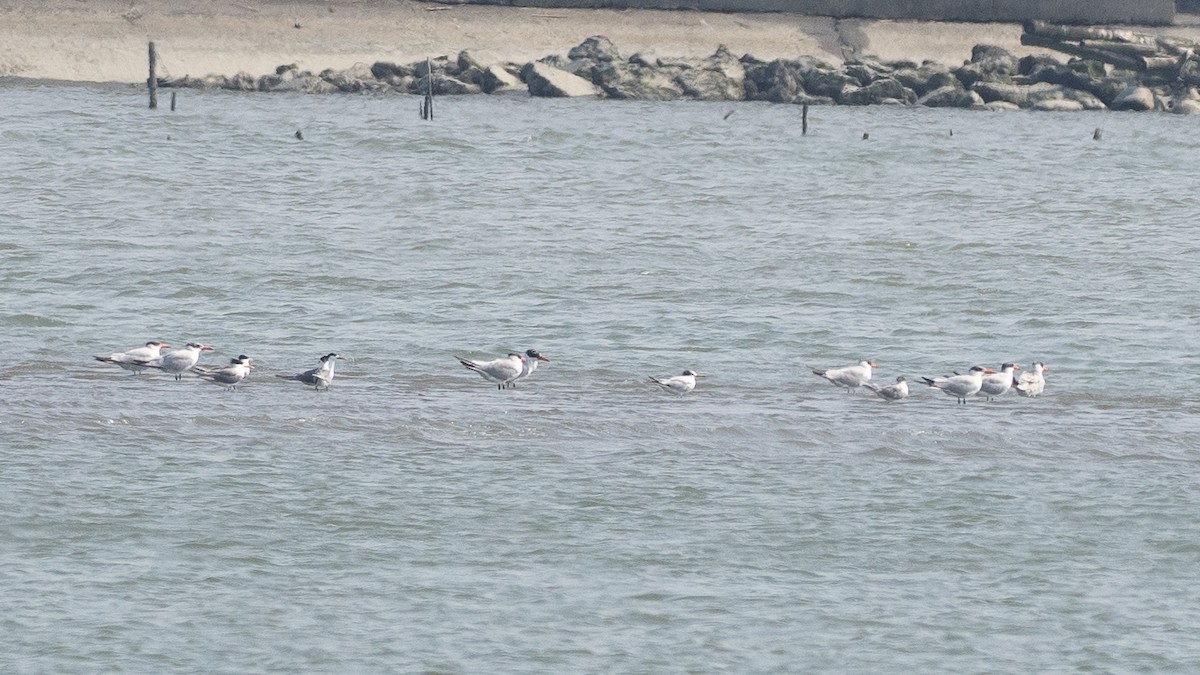 Chinese Crested Tern - ML637152412
