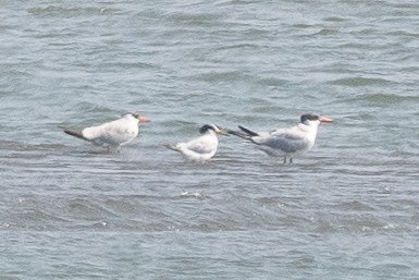 Chinese Crested Tern - ML637152413