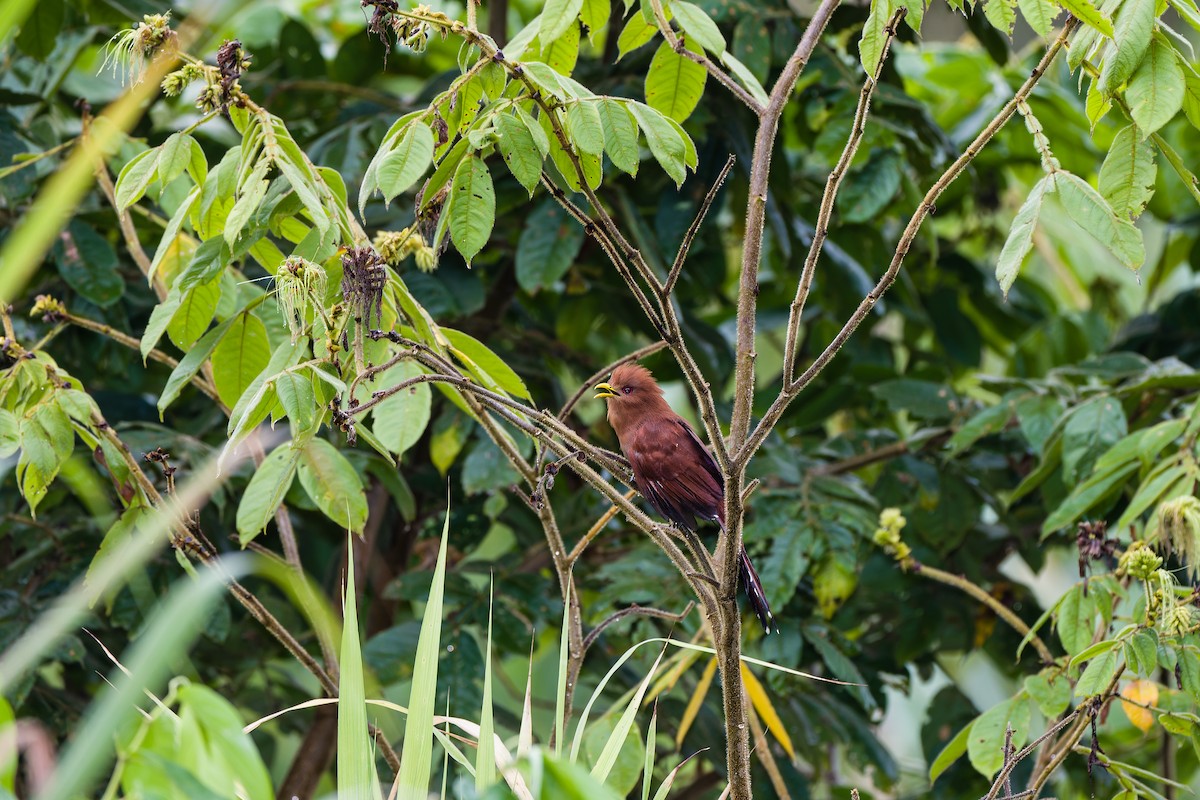 Little Cuckoo - ML637152450