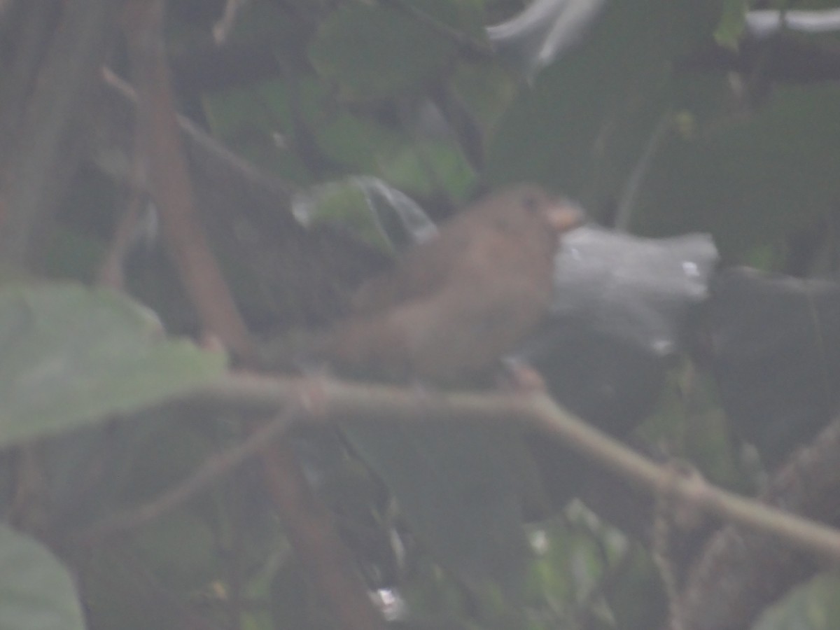 Temminck's Seedeater - ML637152469