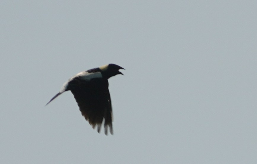 bobolink - ML637152470