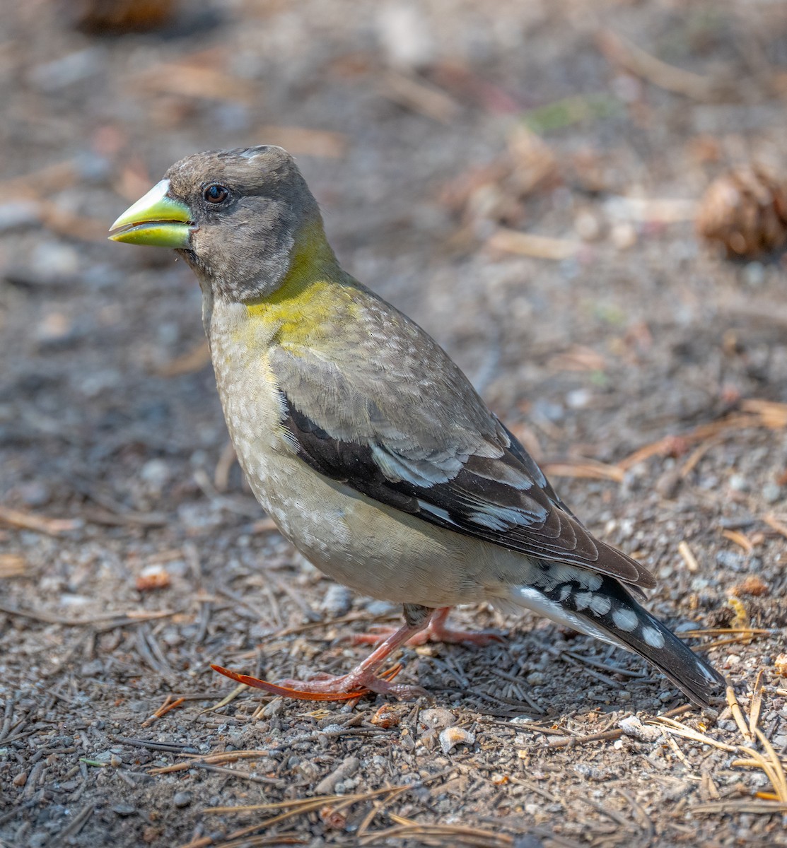 Evening Grosbeak - ML637152477