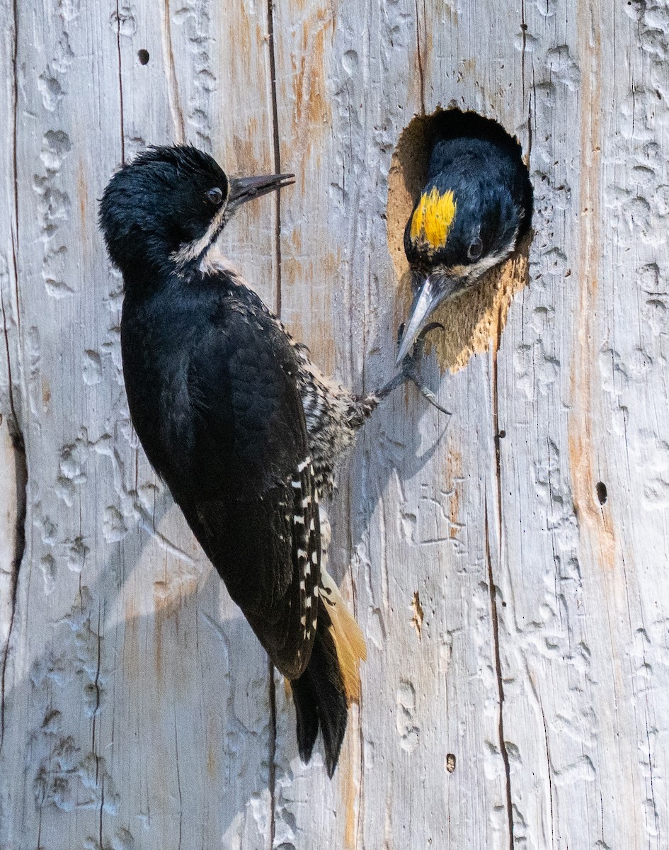 Black-backed Woodpecker - ML637152512